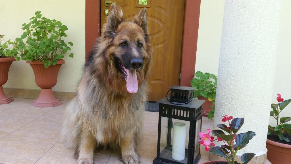 Pokoje Goscinne Na Skraju Puszczy Pogorzelce Luaran gambar